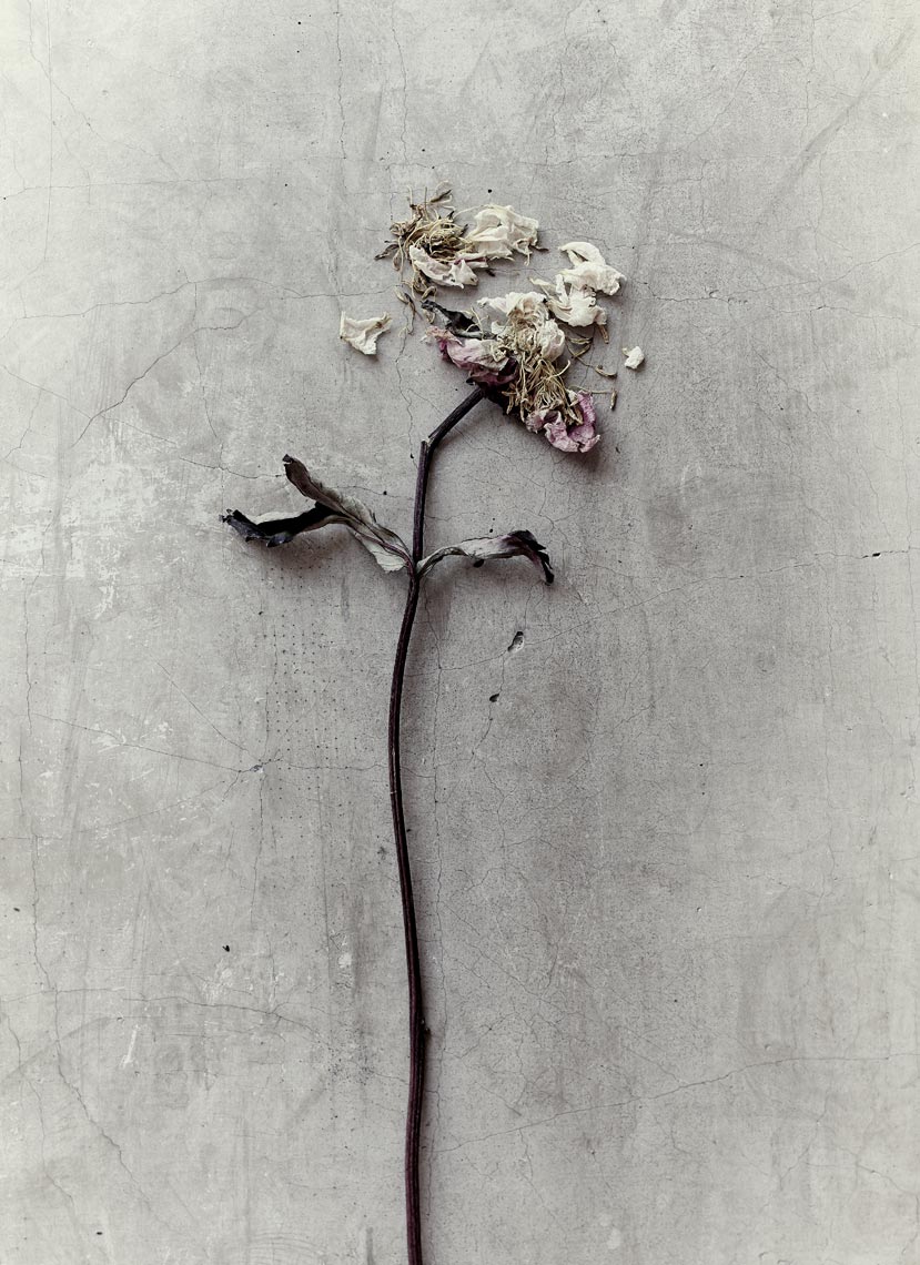 Jeff Stephens Floral Photography