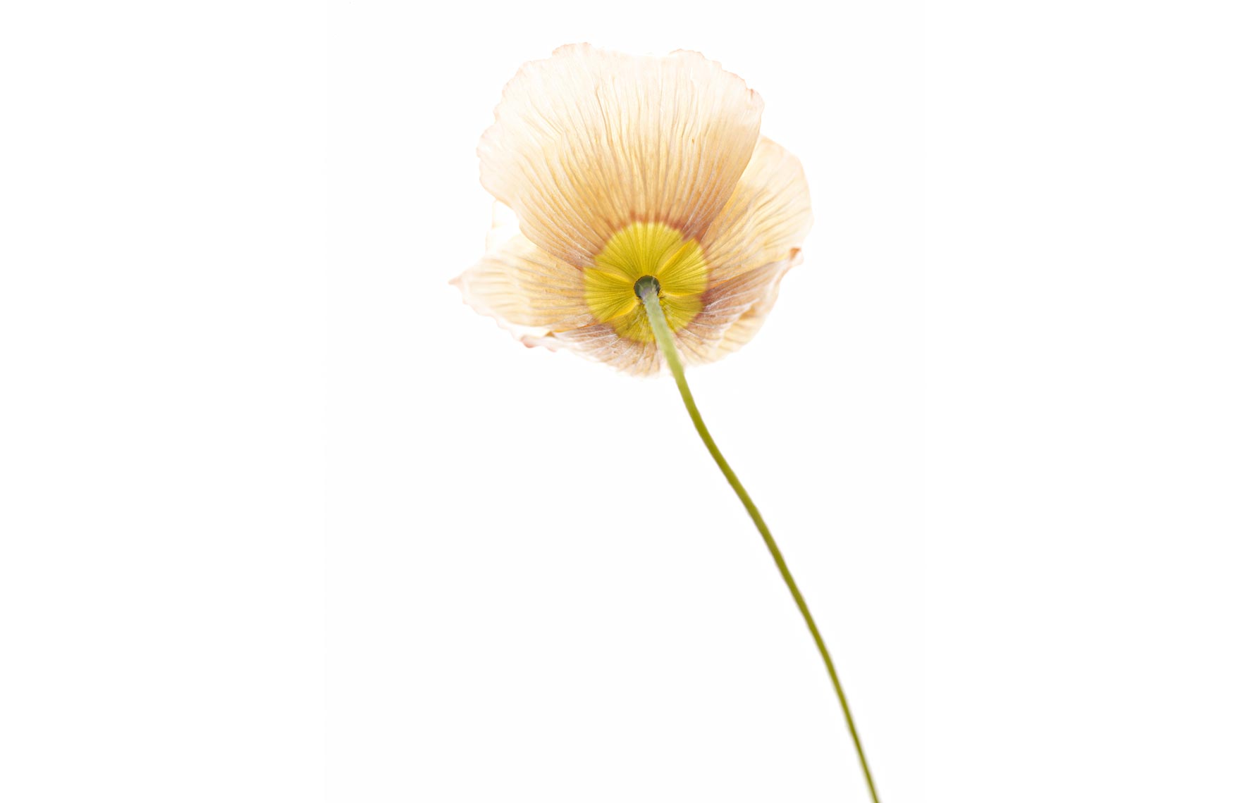 Jeff Stephens - Flower Test