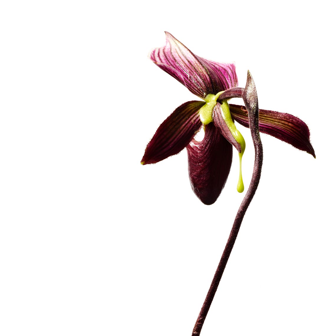 Jeff Stephens shoots Cosmetic Florals Test